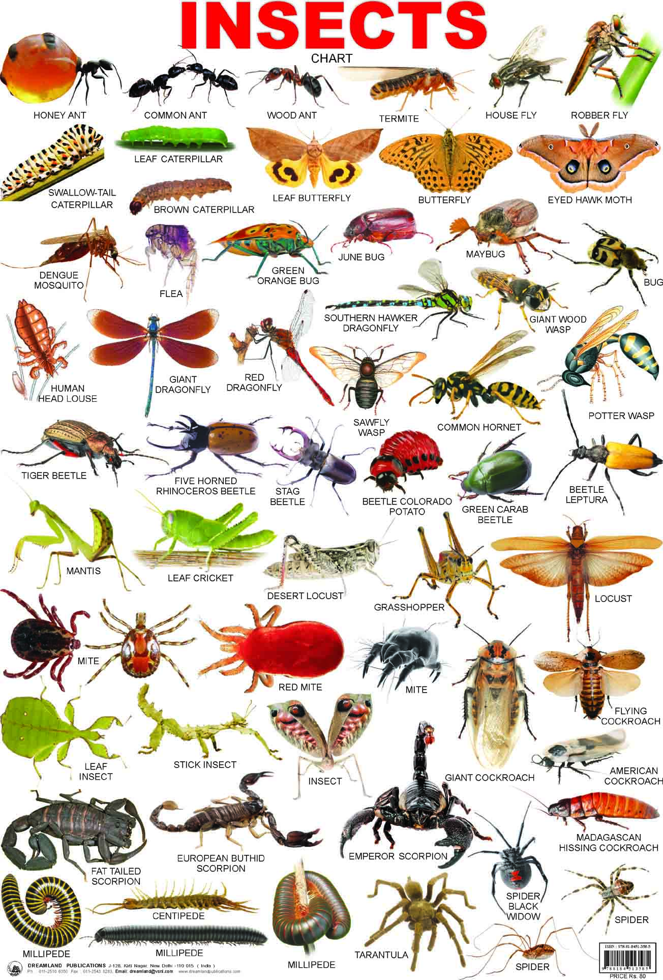 insects names a z